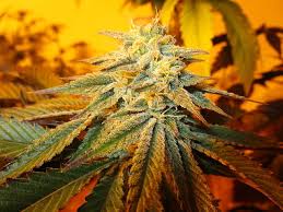 Large Bud Seeds Available