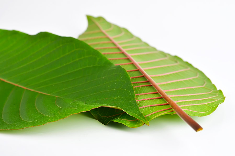 Understanding These 4 Keys Can Make Your Purchase Kratom Look Beautiful