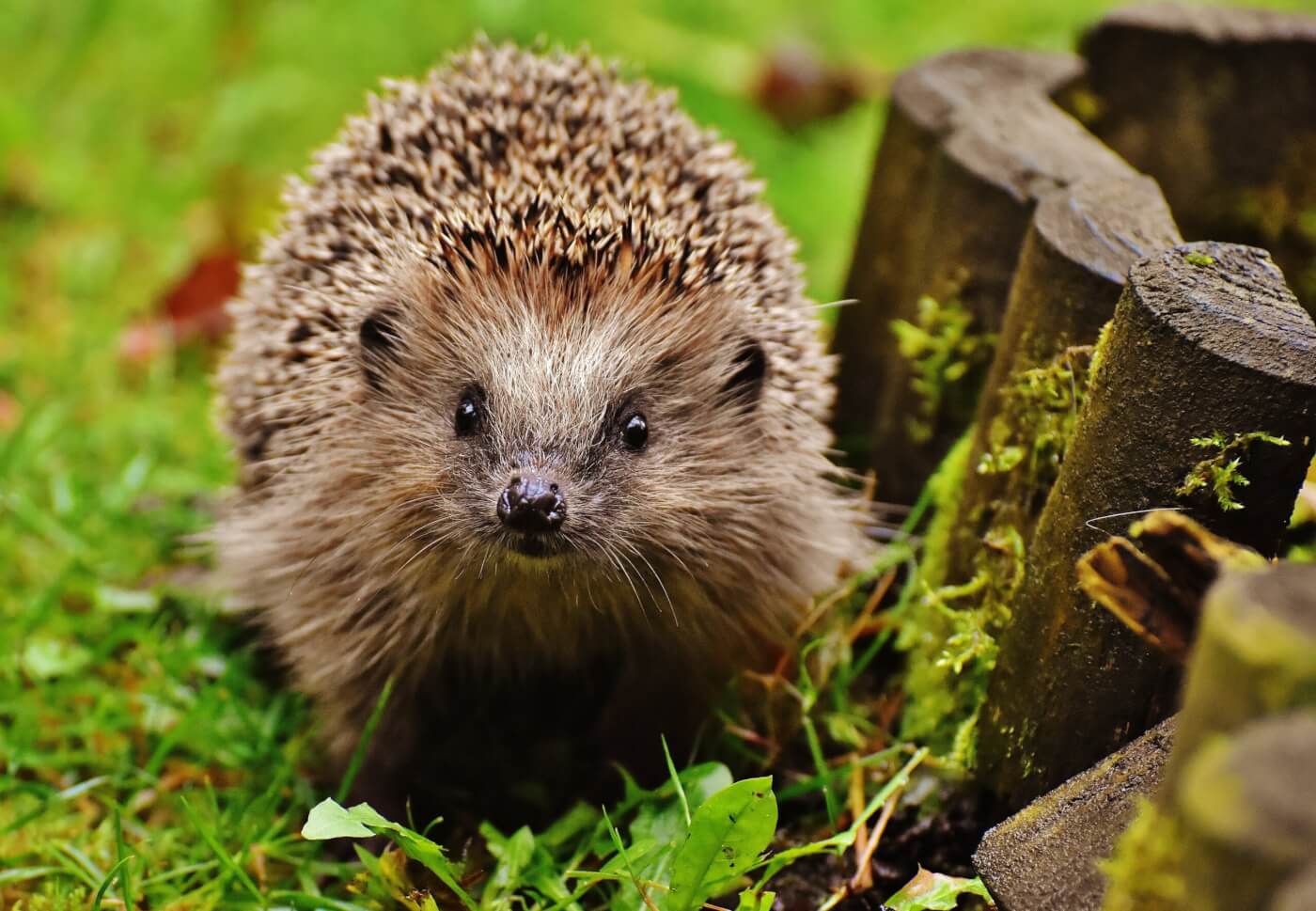 Hedgehogs Get the Green Light in NJ: The Latest on the Legalization